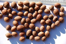 Çınar Ağacı Tohumu Faydaları Nelerdir?