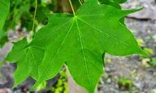 Çınar Yaprağı Zararları Nelerdir?