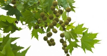 Çınar Ağacı Yaprağı Kullanımı ve Faydaları Nelerdir?