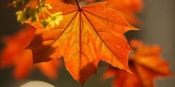 Çınar Yaprağı Kurusu Kullanımı ve Faydaları Nelerdir?